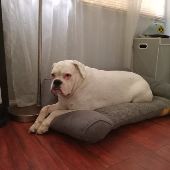 Meet your Posher, Stanley - Picture 2 of 2